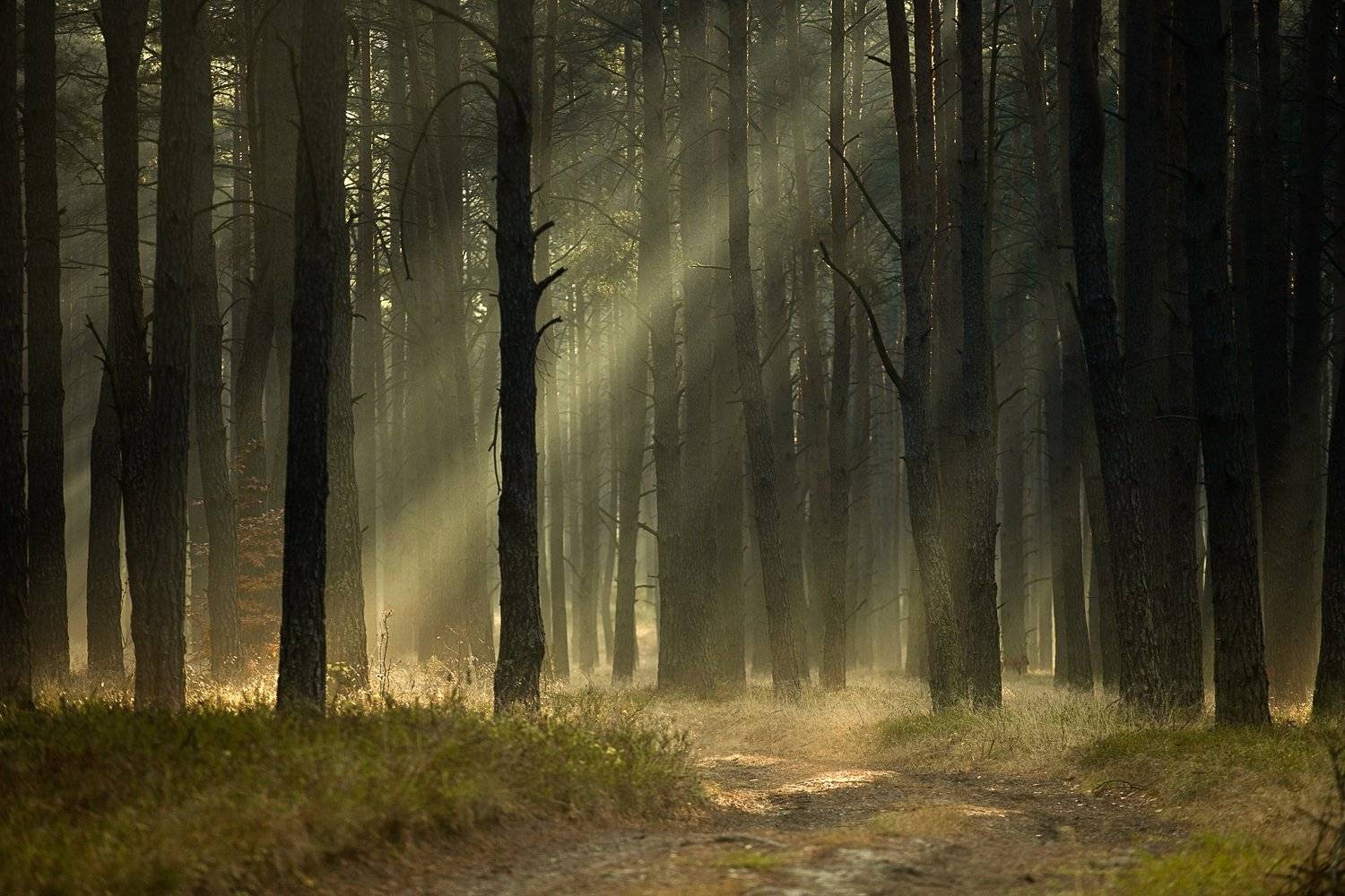 Автор: MiroM , MiroM