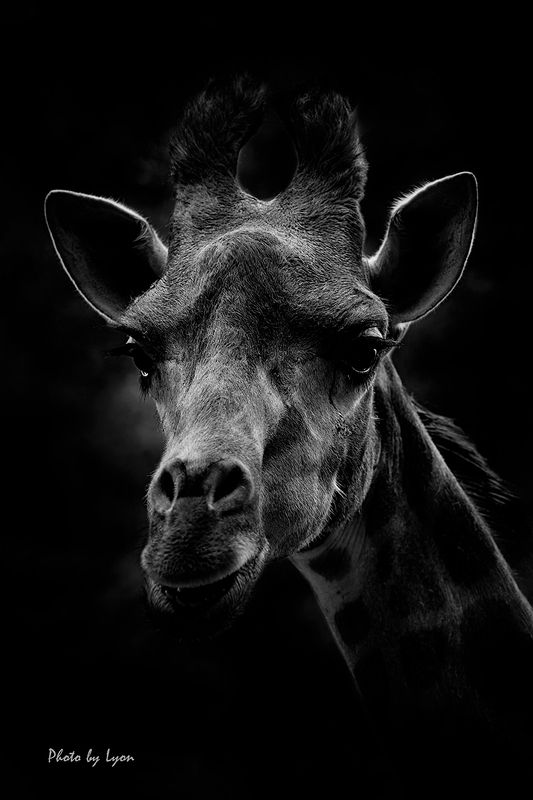 Portraits of animalsphoto preview