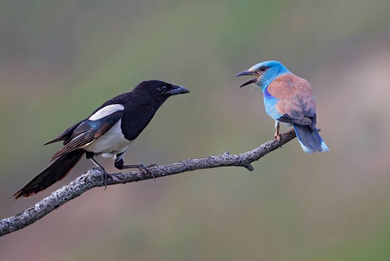 B&W vs colorphoto preview