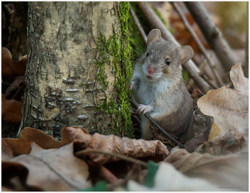 Одинокий странникphoto preview
