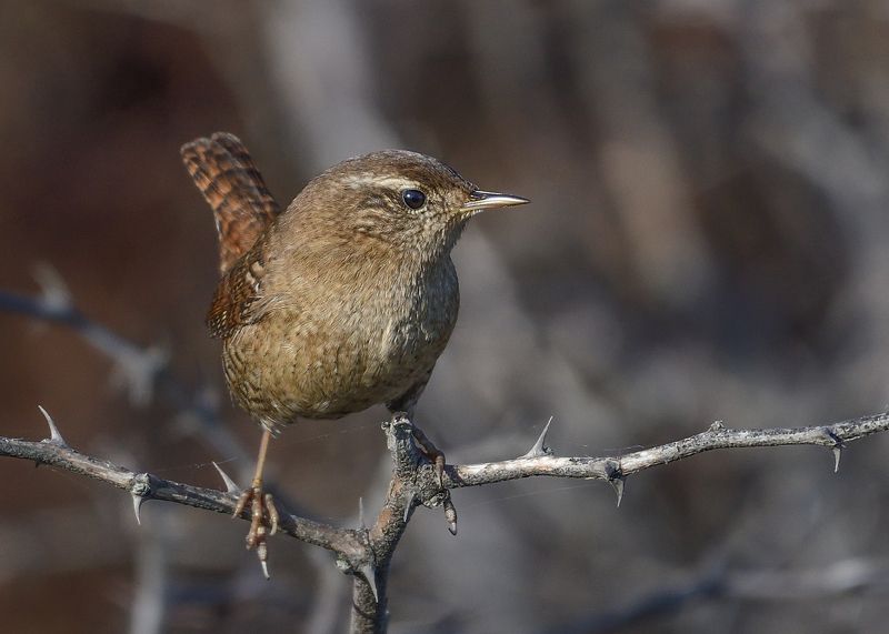 bird, birds, wren, small, feathers, wings, bird watching, birding Eurasian wren / Орехчеphoto preview