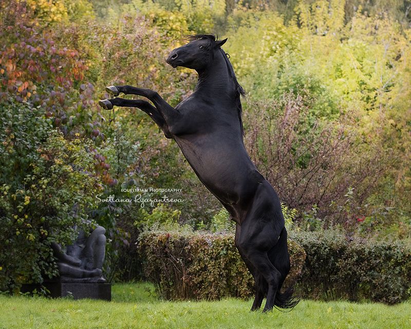 horse, лошадь, лошади, portrait expressivephoto preview