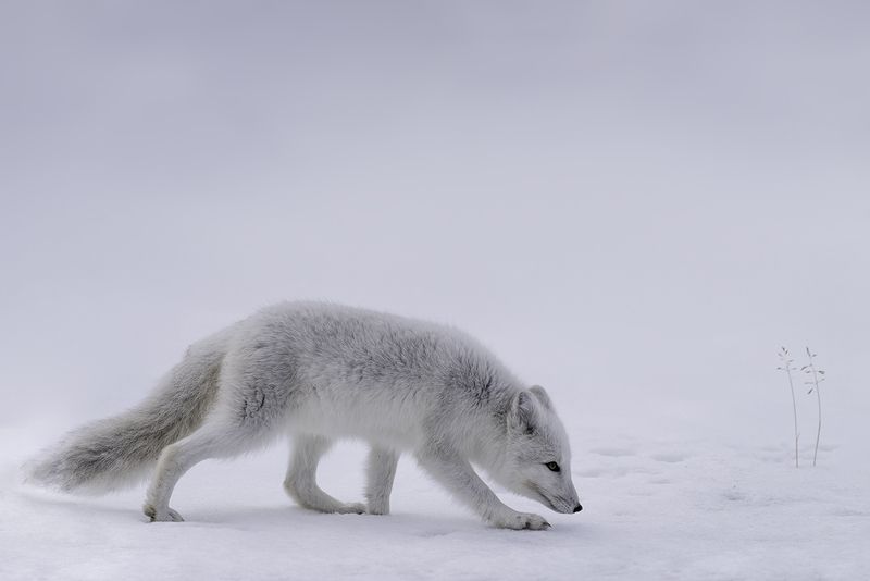 animals, arctic fox, norway, dovre Arctic foxphoto preview