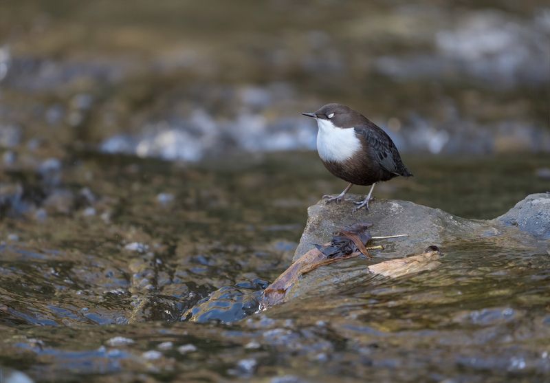 Вода,Оляпка, отдых Самосозерцание...photo preview