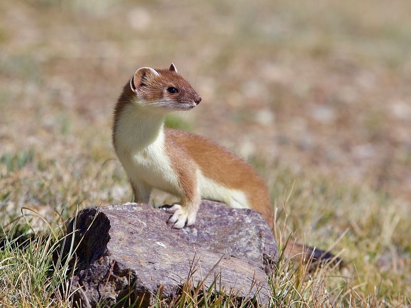 горностай,осень г о р н о с т а й фото превью