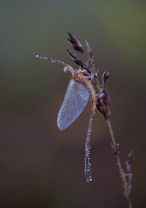 мокрый балетphoto preview