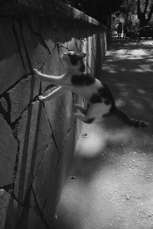 alex_belkin , аёша беукин, алексей белкин Левитация котЭphoto preview