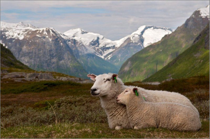 Пасторальнаяphoto preview