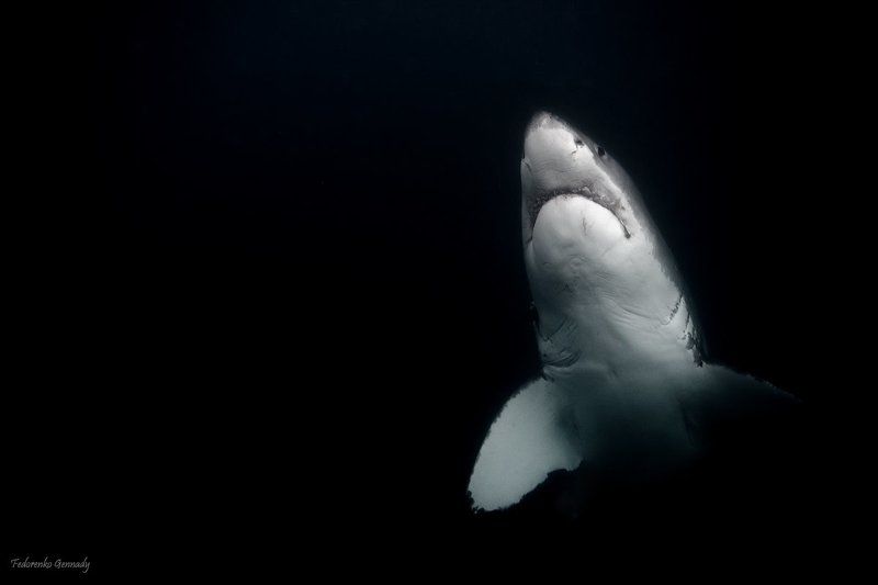 The last Shadowphoto preview