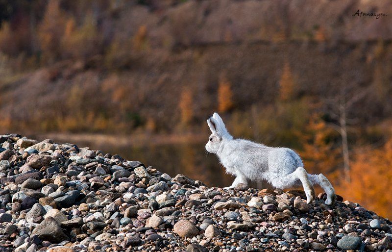 заяц, магадан, колыма, осень, животные,  лапки, уши, глаза, заяц беляк, ***photo preview