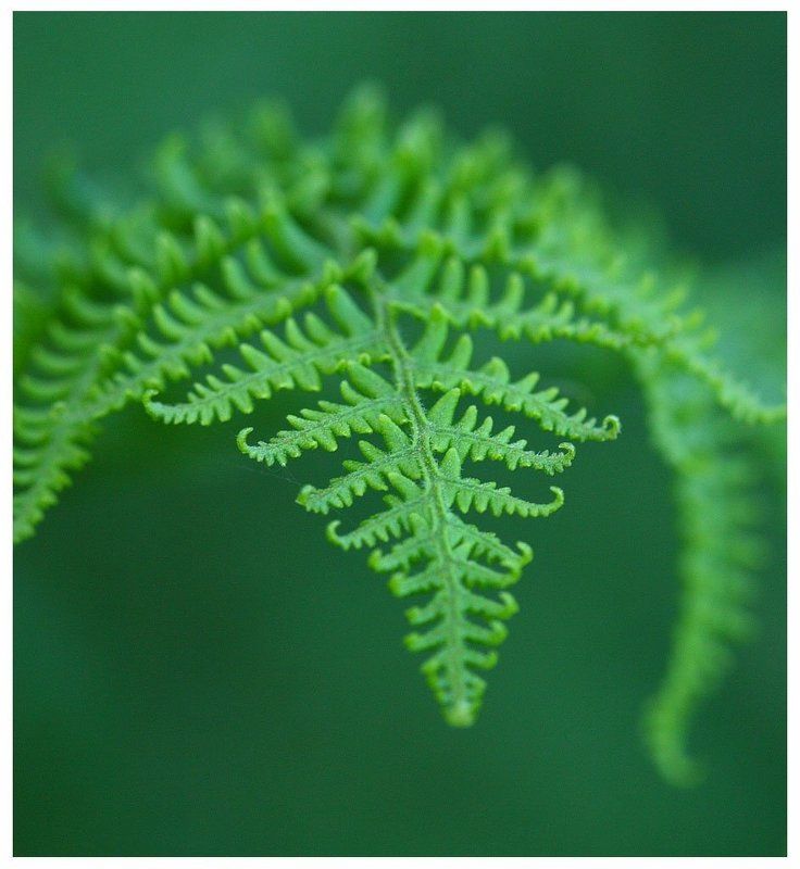 Зеленая форма IVphoto preview