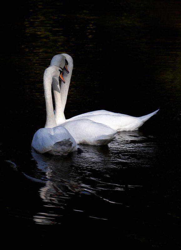 Pas de Troisphoto preview