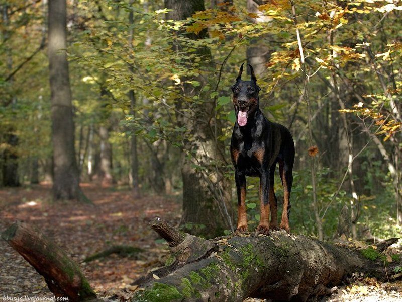 осенний Перецphoto preview