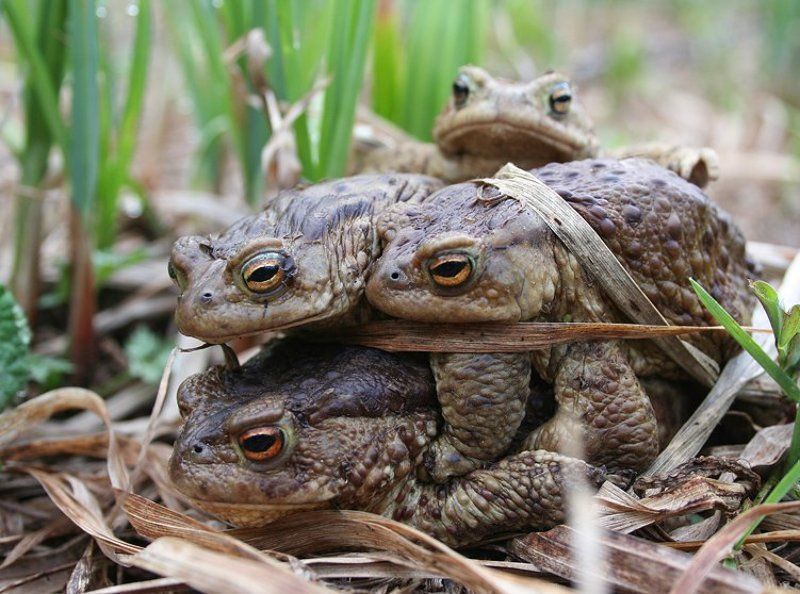 жабизм фото превью