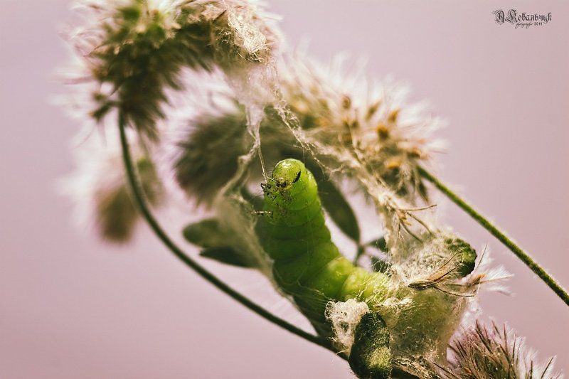 гусеница, бабочка, метаморфоза,кокон, паутина Рождение Бониphoto preview