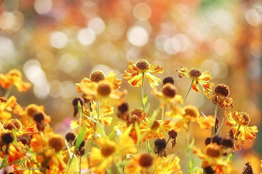 цветы, природа, зарисовка, осень, етти