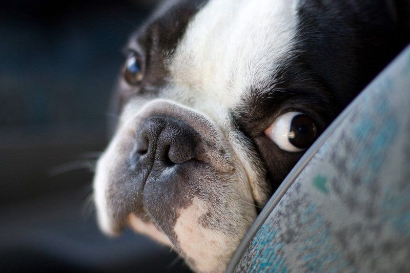 портретphoto preview