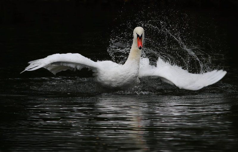 Неистовый...photo preview