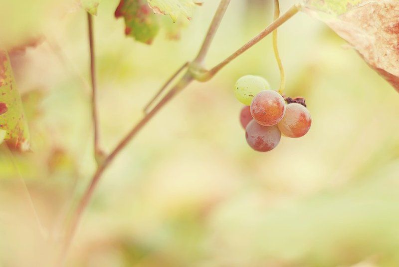 Нежная осеньphoto preview