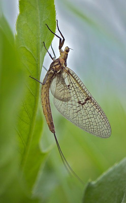 времена когда жили драконыphoto preview