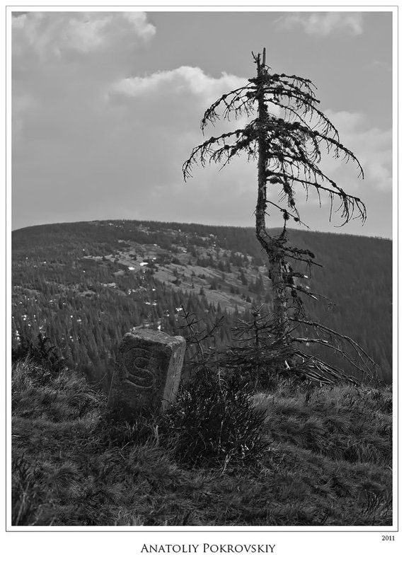 анатолий покровский, карпаты, горы, дерево, ель, знак, символ, граница, пограничный знак Знаки и символыphoto preview