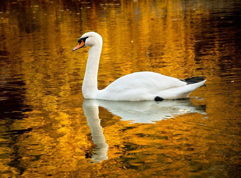 Жидкое золотоphoto preview