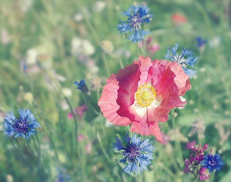 цветы ***photo preview