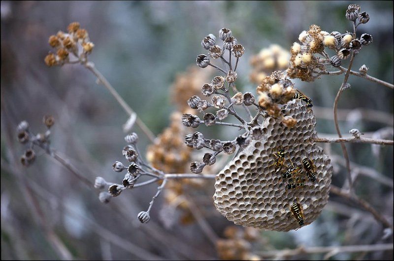 крым, кацивели Осиное общежитиеphoto preview
