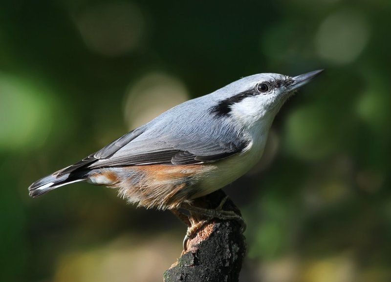 Поползушка.photo preview