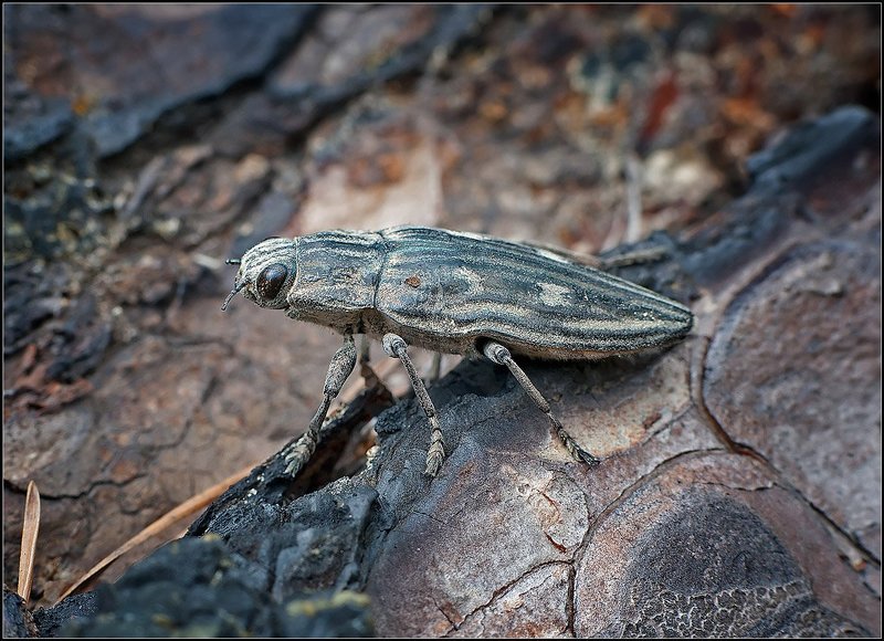 Жучара.photo preview