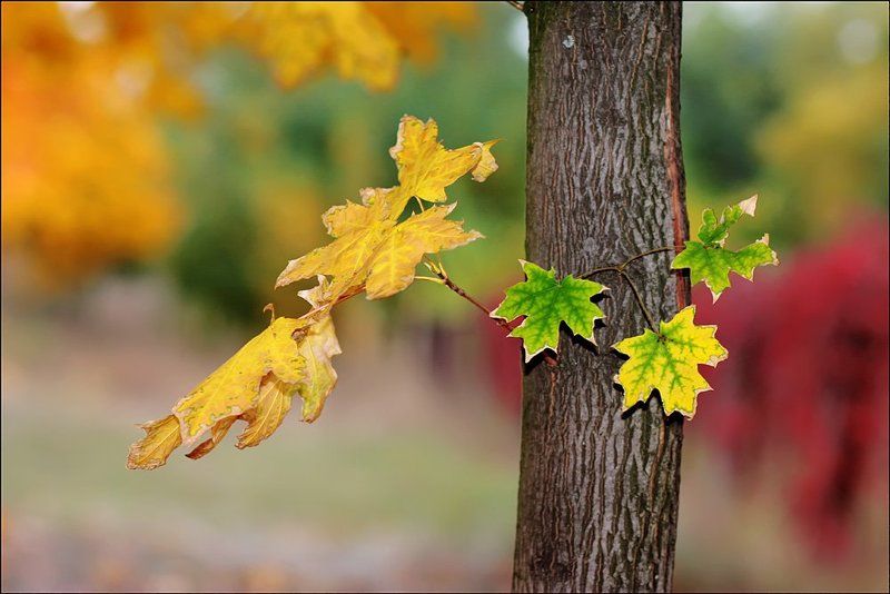 Палитра осени.photo preview