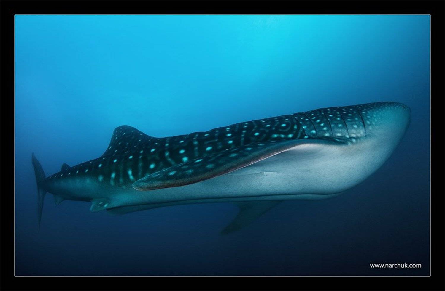 , Нарчук Андрей