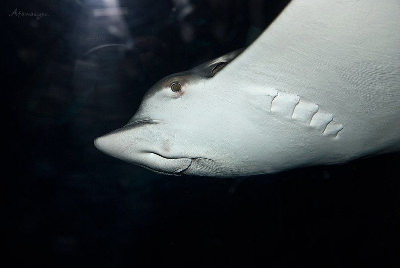 скат, бангкок, океанариум улыбка жителя моряphoto preview