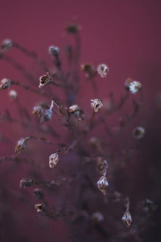 хищникиphoto preview