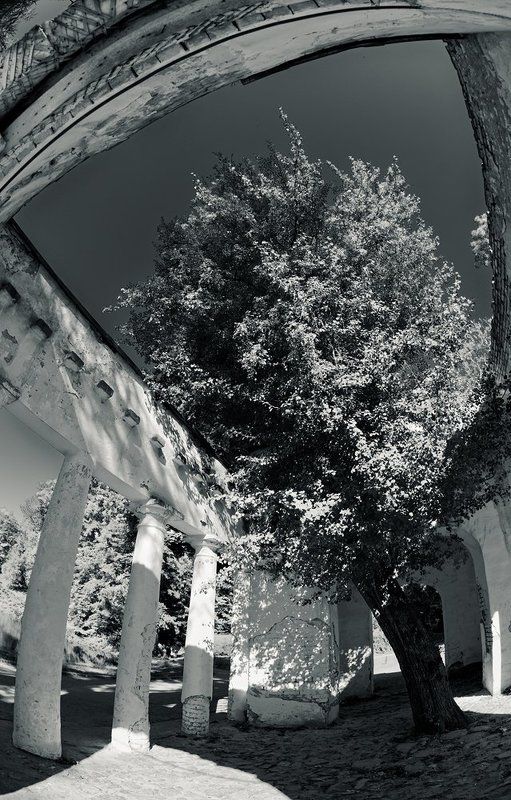 чб, рыбий глаз, дерево, архитектура, осень, /_\\photo preview