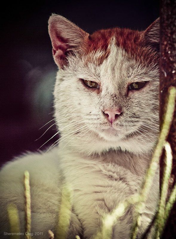 Старый котэphoto preview