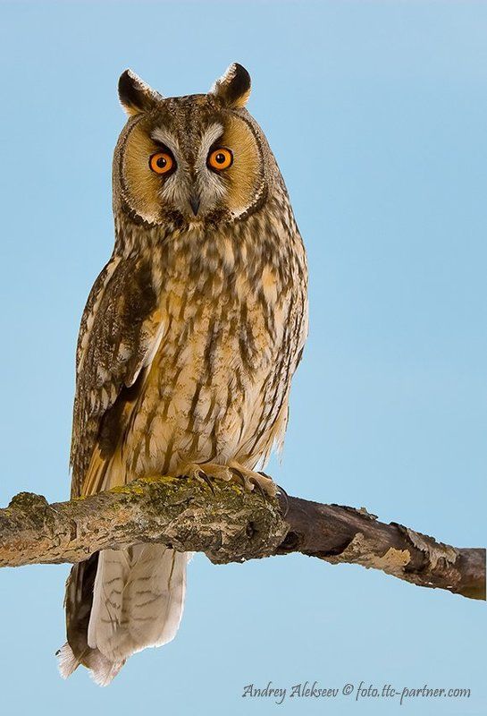 ушастая сова, фотоохота Ушастая соваphoto preview