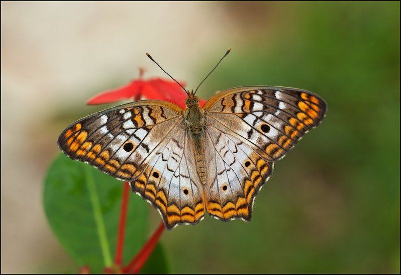 макро, бабочка White Peacock (Anartia jatrophae)photo preview