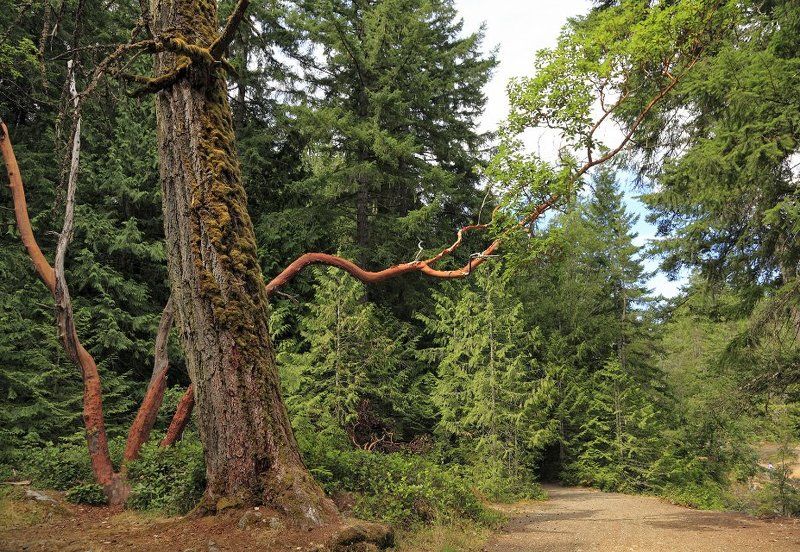 канада, лес, национальный парк, альберта, Лесными тропинками Канадыphoto preview