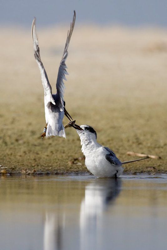 малая, крачка, кормление рыбка прилетелаphoto preview