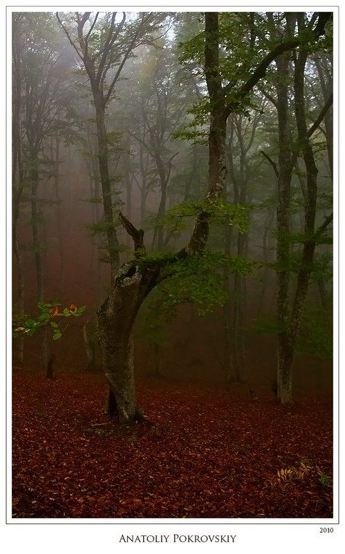 анатолий покровский, лес, дерево, бук, туман, демерджи Тихая поступь осени затаилась в опалой листве; предзимний сон леса.photo preview