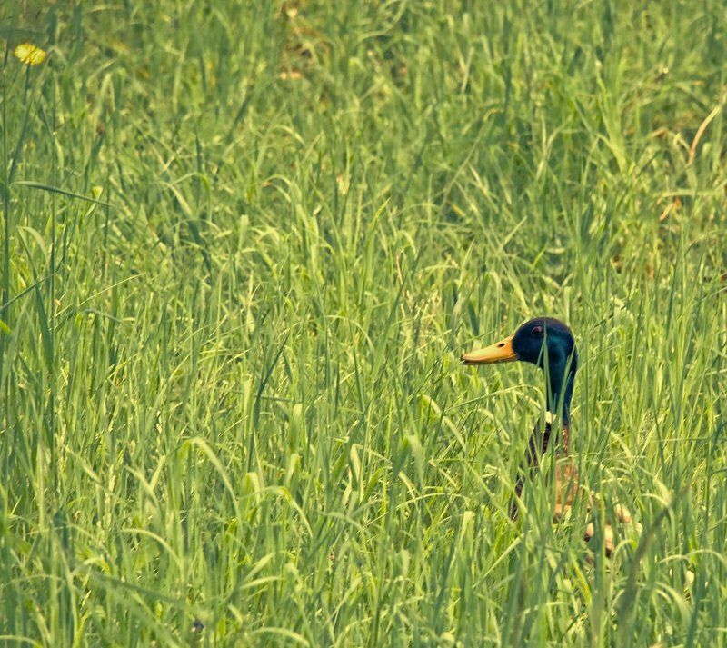 В засадеphoto preview