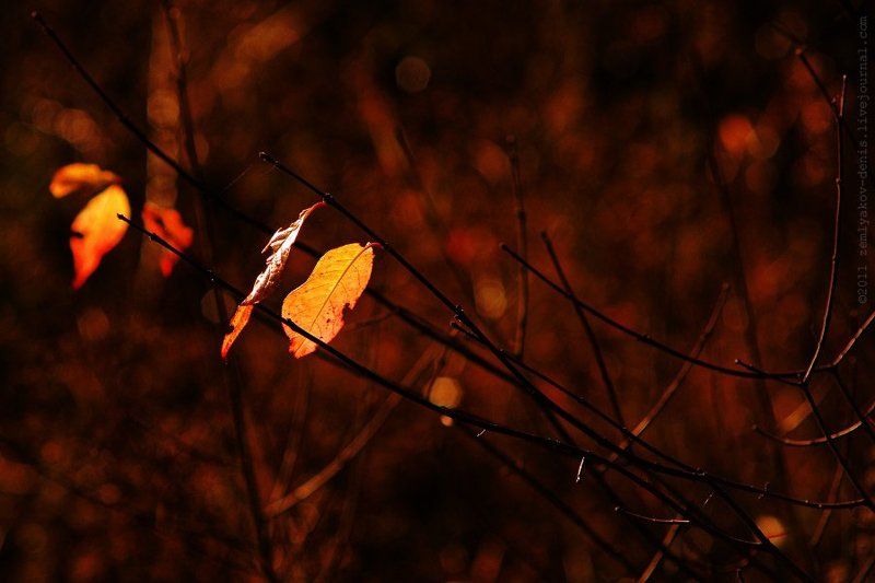 Октябрьскаяphoto preview