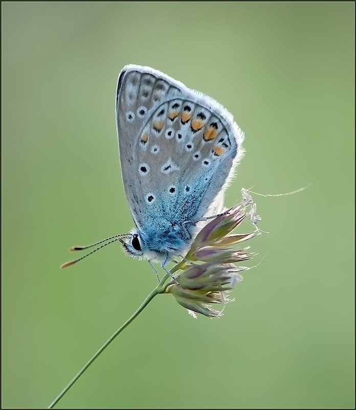 макро,бабочка, ***photo preview