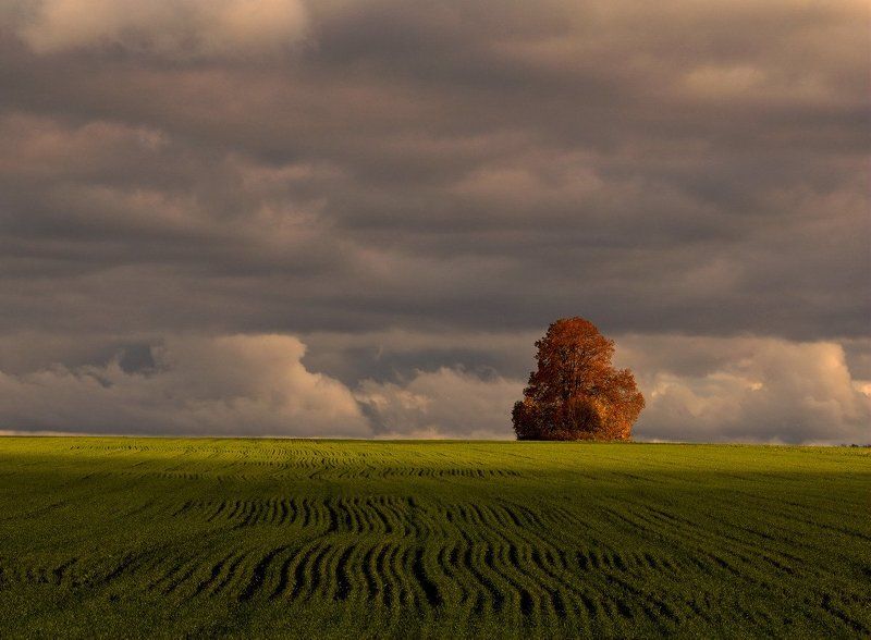 Озимые...photo preview