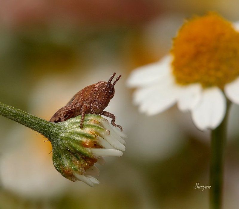 кунечик, ромашка, лето Крошка на ромашке фото превью