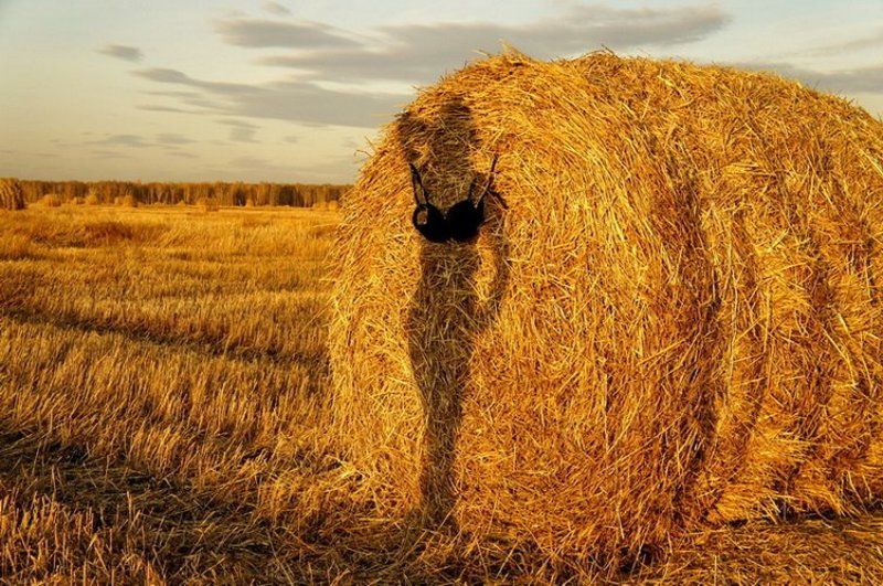 Эротика поля...photo preview