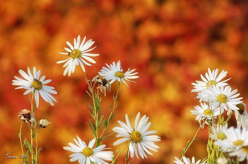 цветы, природа, зарисовка, осень Ромашки... фото превью