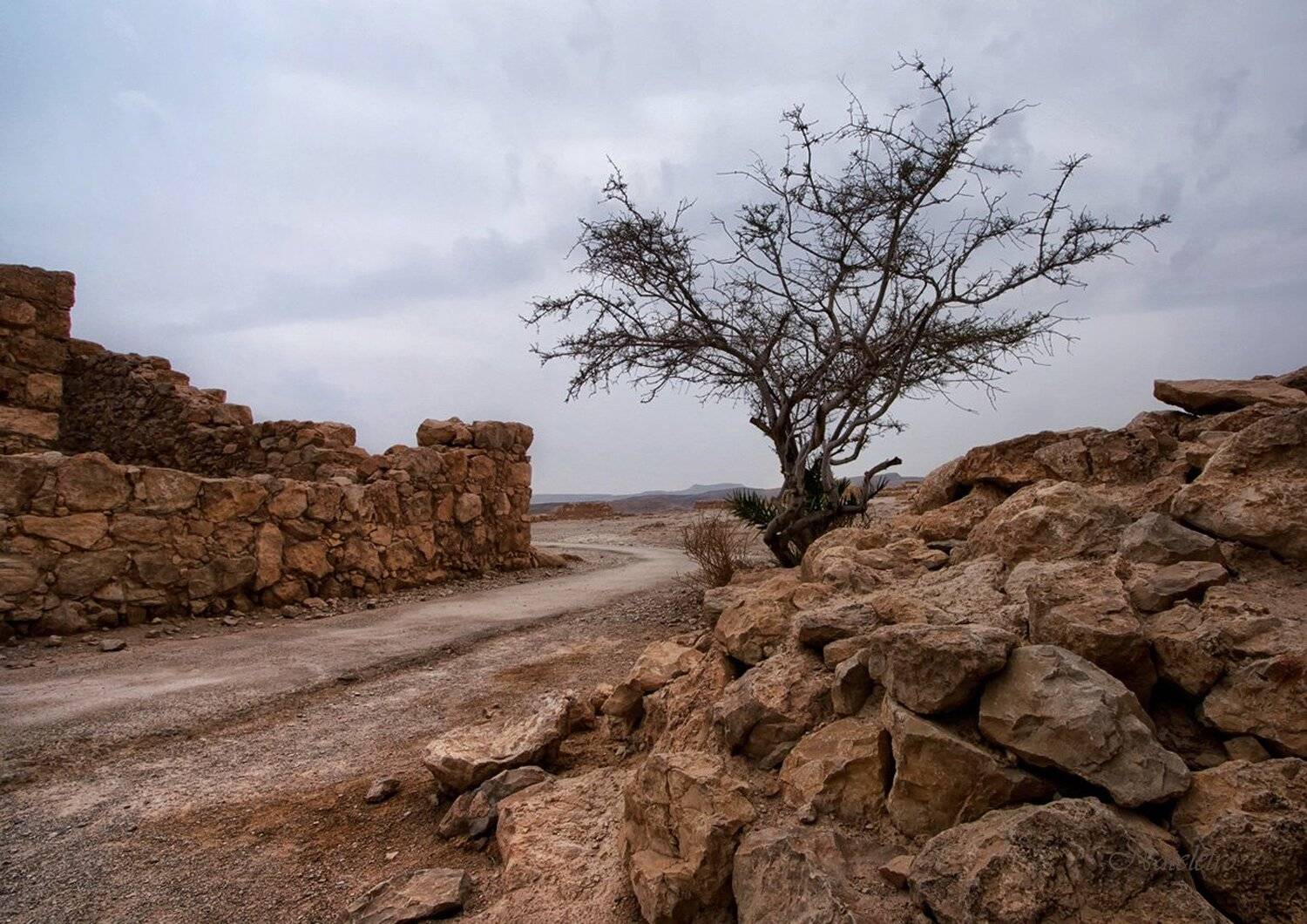 Анчар. Автор: Наталья Кузнецова (Nateletro) , Наталья Кузнецова (Nateletro)