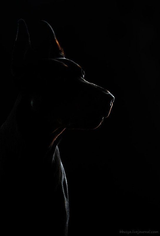 доберман выходит из тениphoto preview